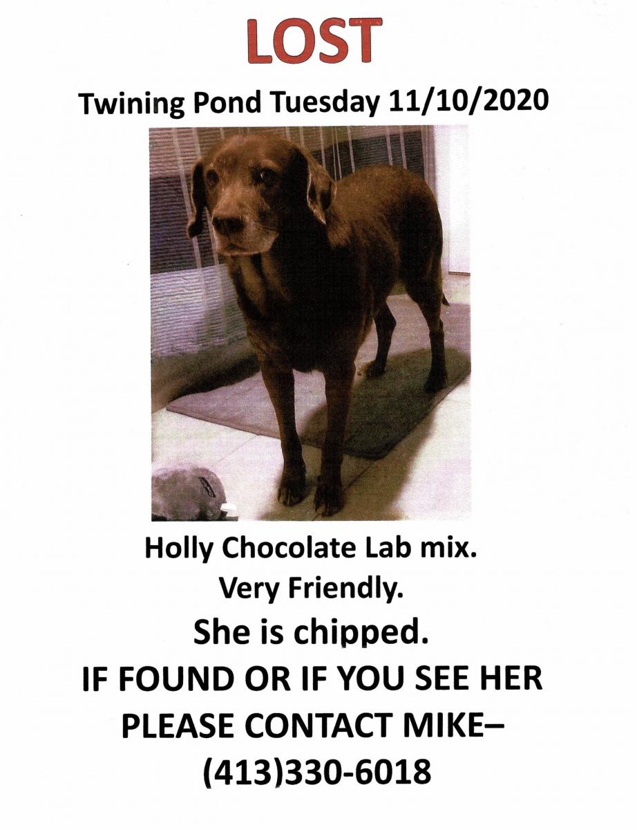 Holly the Lab is lost by Twining Pond